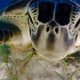 Imagen para el artículo titulado Las imágenes de animales más impresionantes de 2013